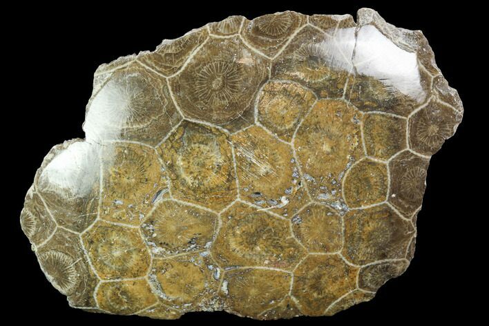Polished Fossil Coral (Actinocyathus) - Morocco #100665